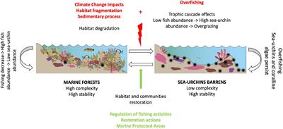 The Role of Sea-Urchins in Marine Forests From Azores, Webbnesia, and Cabo Verde: Human Pressures, Climate-Change Effects and Restoration Opportunities